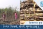 छाउ गोठमा बस्न बाध्य पार्नेलाई कारवाही गर्न निर्देशन | HIMALAYA KHABAR