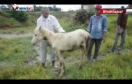 वाहनविहीन बनेकी भक्तपुरकी तलेजु भवानीलाई वाहन सेतो घोडा मिल्यो - NEWS24 TV